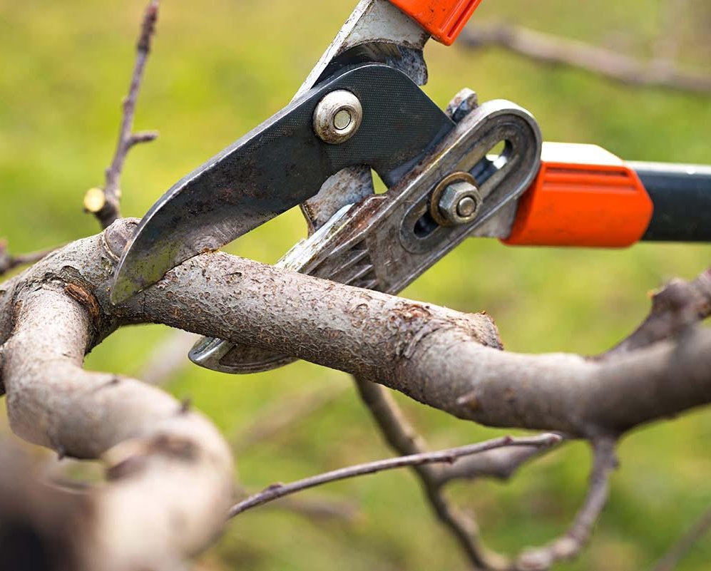 MenschWert! e.V. - Hilfe im Garten